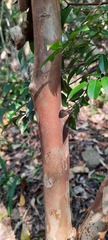 Plinia cauliflora