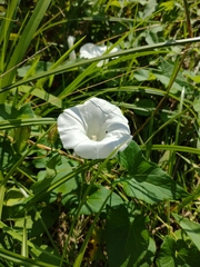 Calystegia sepium