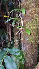 Bulbophyllum