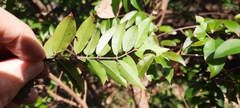 Plinia cauliflora