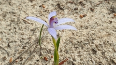 Pheladenia deformis
