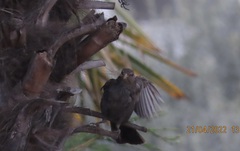 Turdus merula