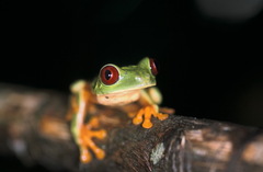 Agalychnis callidryas