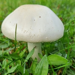 Agaricus