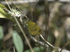 Eurema