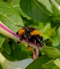 Bombus terrestris