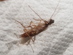 Blattella germanica