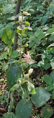 Silene dioica