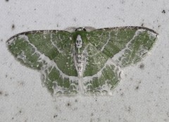 Eucyclodes insperata