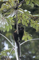 Alouatta palliata