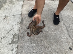 Octopus vulgaris