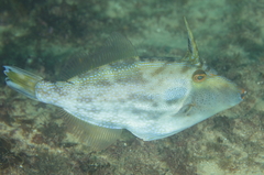 Scobinichthys granulatus