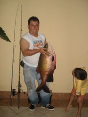 Colossoma macropomum