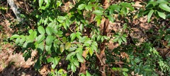 Plinia cauliflora