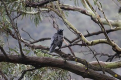 Corvus mellori