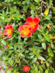 Portulaca umbraticola