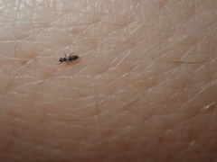 Thysanoptera