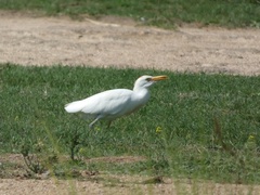 Bubulcus ibis
