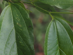 Dolichoderus thoracicus