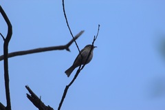 Caligavis chrysops