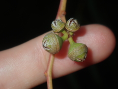 Eucalyptus camaldulensis arida