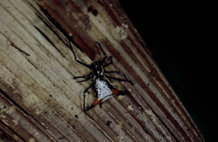 Micrathena schreibersi
