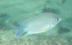 Mecaenichthys immaculatus