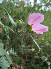 Malva thuringiaca