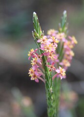 Struthiola ciliata