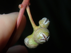 Eucalyptus camaldulensis arida