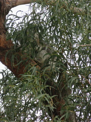 Phascolarctos cinereus