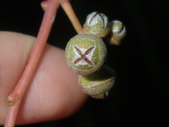 Eucalyptus camaldulensis arida