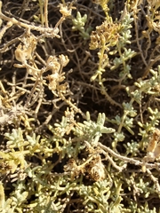 Teucrium dunense dunense