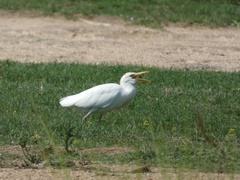 Bubulcus ibis