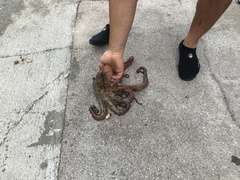 Octopus vulgaris