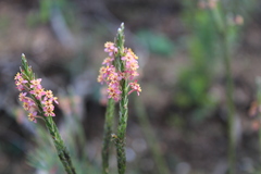 Struthiola ciliata