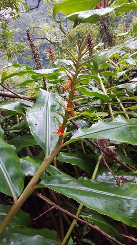 Hedychium coccineum image