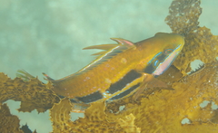 Heteroscarus acroptilus