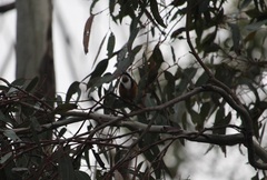 Acanthorhynchus tenuirostris