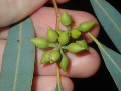 Eucalyptus camaldulensis arida