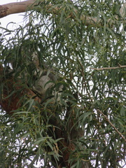 Phascolarctos cinereus