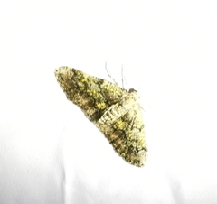 Cleorodes lichenaria