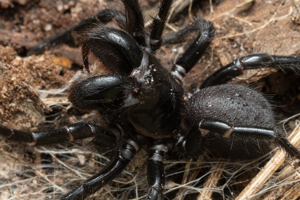 Blue Mountains Funnel-web Spider from Blue Mountains Nat'l Park NSW ...