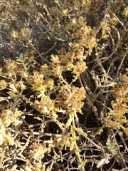 Teucrium dunense dunense