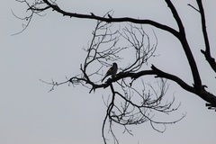 Phylidonyris novaehollandiae