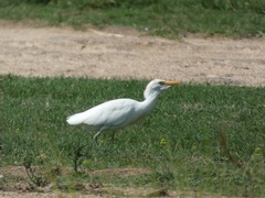 Bubulcus ibis