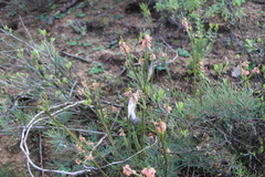Struthiola ciliata