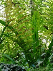Asplenium scolopendrium