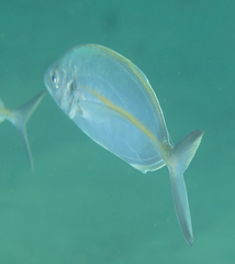 Pseudocaranx georgianus