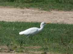 Bubulcus ibis
